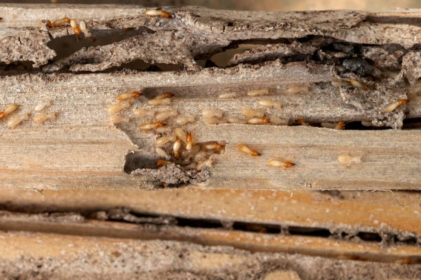 Best Pest Control Near Me in Lake Sarasota, FL